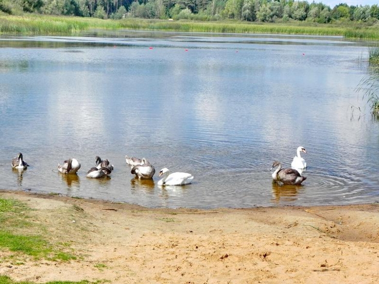 Озеро, утки, лебеди